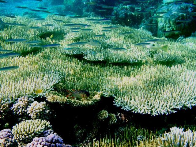 Bolilanga Island Resort - Togean Island Angkayo Bagian luar foto